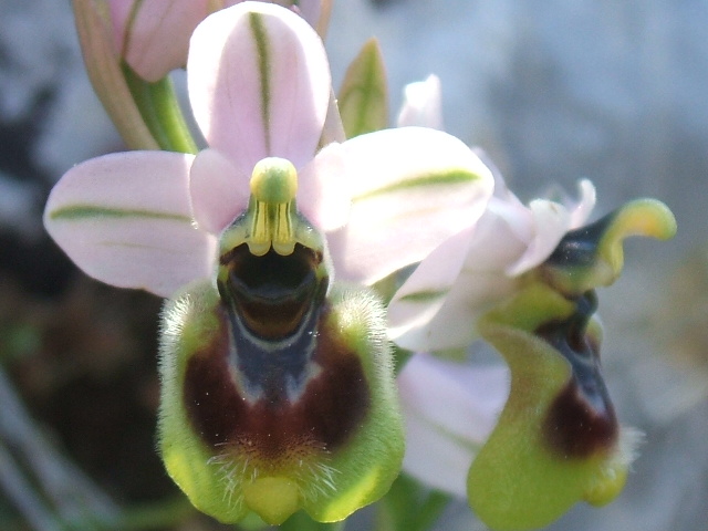 orchidee del gargano